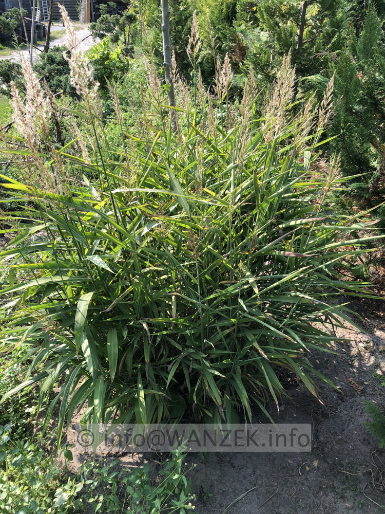 Stipa gigantea  003.JPG